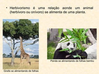• Herbivorismo é uma relação aonde um animal
(herbívoro ou onívoro) se alimenta de uma planta.
Girafa se alimentando de folhas
Panda se alimentando de folhas bambu
 