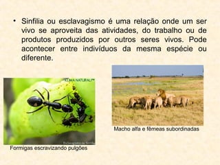 • Sinfilia ou esclavagismo é uma relação onde um ser
vivo se aproveita das atividades, do trabalho ou de
produtos produzidos por outros seres vivos. Pode
acontecer entre indivíduos da mesma espécie ou
diferente.
Formigas escravizando pulgões
Macho alfa e fêmeas subordinadas
 