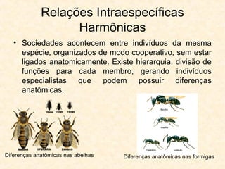 Relações Intraespecíficas
Harmônicas
• Sociedades acontecem entre indivíduos da mesma
espécie, organizados de modo cooperativo, sem estar
ligados anatomicamente. Existe hierarquia, divisão de
funções para cada membro, gerando indivíduos
especialistas que podem possuir diferenças
anatômicas.
Diferenças anatômicas nas abelhas Diferenças anatômicas nas formigas
 