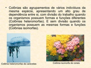 • Colônias são agrupamentos de vários indivíduos da
mesma espécie, apresentando um alto grau de
dependência entre si, com divisão do trabalho quando
os organismos possuem formas e funções diferentes
(Colônias heteromorfas). E sem divisão quando os
organismos possuem as mesmas formas e funções
(Colônias isomorfas).
Colônia heteromorfas de caravelas Colônia isomorfa de corais
 