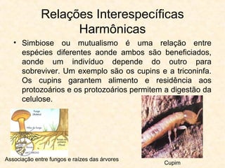 Relações Interespecíficas
Harmônicas
• Simbiose ou mutualismo é uma relação entre
espécies diferentes aonde ambos são beneficiados,
aonde um indivíduo depende do outro para
sobreviver. Um exemplo são os cupins e a triconinfa.
Os cupins garantem alimento e residência aos
protozoários e os protozoários permitem a digestão da
celulose.
Associação entre fungos e raízes das árvores
Cupim
 