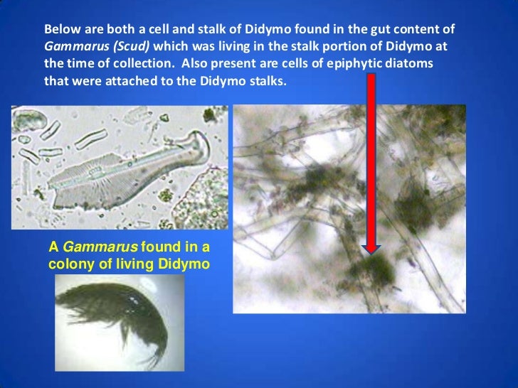 Didymosphenia geminata