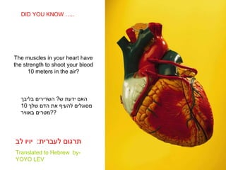 The muscles in your heart have the strength to shoot your blood 10 meters in the air? DID YOU KNOW ….. האם ידעת ש ?  השרירים בליבך מסוגלים להעיף את הדם שלך  10  מטרים באוויר ?? תרגום לעברית :  יויו לב Translated to Hebrew  by- YOYO LEV 