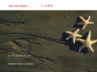 SABIAS QUE…
Starfish have no brains
DID YOU KNOW ….. ‫...؟‬ ‫أن‬ ‫تعلم‬ ‫هل‬
‫مخ‬ ‫لديه‬ ‫ليس‬ ‫البحر‬ ‫نجم‬ ‫حيوان‬
 