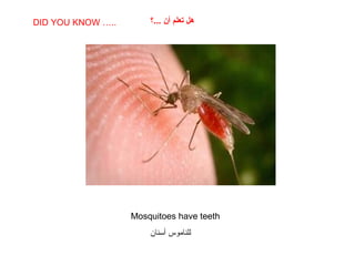SABIAS QUE…
Mosquitoes have teeth
DID YOU KNOW ….. ‫...؟‬ ‫أن‬ ‫تعلم‬ ‫هل‬
‫أسنان‬ ‫للناموس‬
 