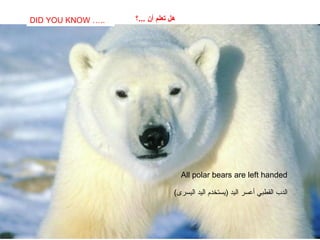 SABIAS QUE…
All polar bears are left handed
DID YOU KNOW ….. ‫...؟‬ ‫أن‬ ‫تعلم‬ ‫هل‬
(‫اليسرى‬ ‫اليد‬ ‫)يستخدم‬ ‫اليد‬ ‫أعسر‬ ‫القطبي‬ ‫الدب‬
 