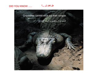 SABIAS QUE…
Crocodiles cannot stick out their tongue
DID YOU KNOW ….. ‫...؟‬ ‫أن‬ ‫تعلم‬ ‫هل‬
‫للخارج‬ ‫لسانه‬ ‫مد‬ ‫يستطيع‬ ‫ل‬ ‫التمساح‬
 
