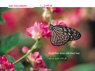 SABIAS QUE…
Butterflies taste with their feet
DID YOU KNOW ….. ‫...؟‬ ‫أن‬ ‫تعلم‬ ‫هل‬
‫بأرجلها‬ ‫تتذوق‬ ‫الفراشات‬
 
