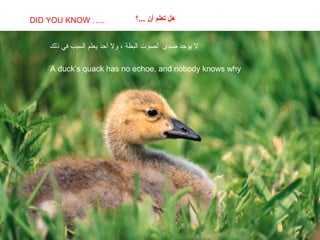 SABIAS QUE…
A duck’s quack has no echoe, and nobody knows why
DID YOU KNOW ….. ‫...؟‬ ‫أن‬ ‫تعلم‬ ‫هل‬
‫ل‬‫صدى‬ ‫يوجد‬‫ل‬‫ذلك‬ ‫في‬ ‫السبب‬ ‫يعلم‬ ‫أحد‬ ‫ول‬ ، ‫البطة‬ ‫صوت‬
 