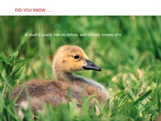 SABIAS QUE…
A duck’s quack has no echoe, and nobody knows why
DID YOU KNOW …..
 