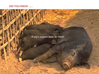 SABIAS QUE…
A pig’s orgasm lasts 30 mins!!
DID YOU KNOW …..
 