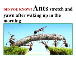 Strangely, Yes! This is a cool fact, Ants stretch out
when they wake up in the morning. It is also said that
when they wak...