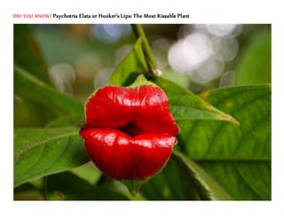 Psychotria Elata or Hooker’s Lips: The Most Kissable
Plant
These gorgeous pair of red, luscious lips belong to a plant
kno...