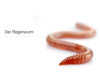 Der Regenwurm
 