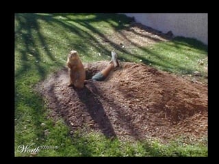 Die Aller Neuste Terroristengruppe Der Alcaida