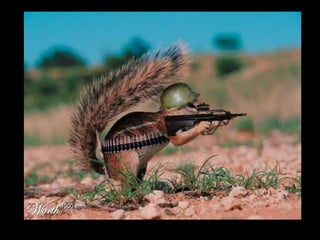 Die Aller Neuste Terroristengruppe Der Alcaida