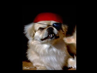 Die Aller Neuste Terroristengruppe Der Alcaida