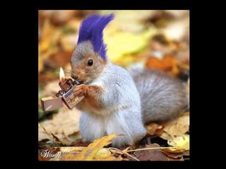 Die Aller Neuste Terroristengruppe Der Alcaida