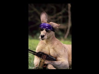 Die Aller Neuste Terroristengruppe Der Alcaida