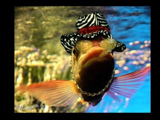 Die Aller Neuste Terroristengruppe Der Alcaida