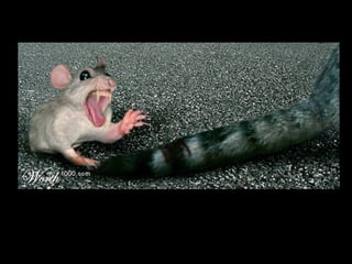 Die Aller Neuste Terroristengruppe Der Alcaida