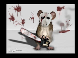 Die Aller Neuste Terroristengruppe Der Alcaida