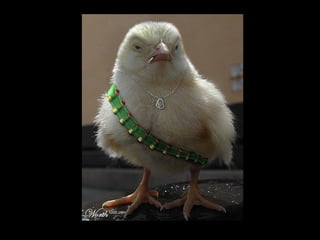 Die Aller Neuste Terroristengruppe Der Alcaida