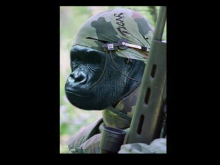 Die Aller Neuste Terroristengruppe Der Alcaida