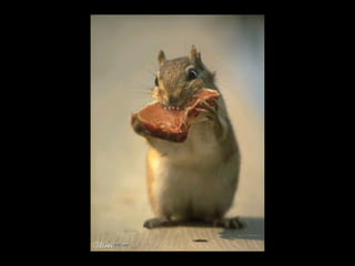 Die Aller Neuste Terroristengruppe Der Alcaida