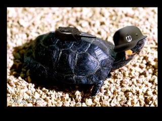 Die Aller Neuste Terroristengruppe Der Alcaida