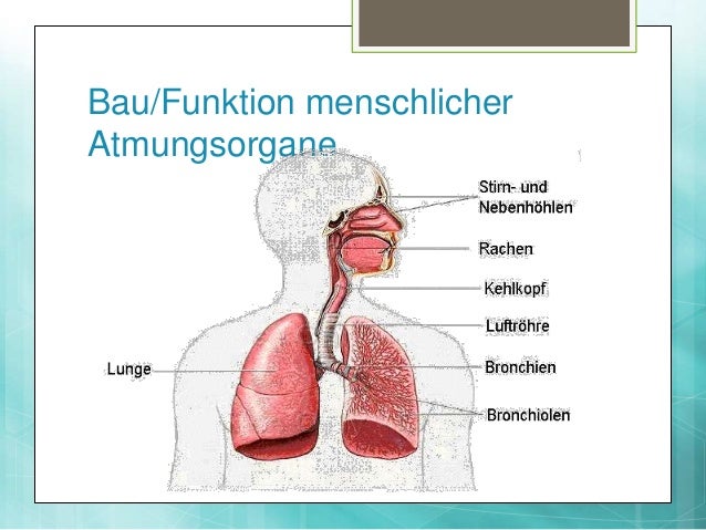 Bau Und Funktion Der Atmungsorgane Die Atmung (Sek II)