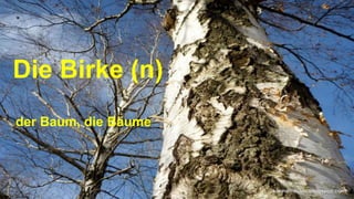 Die Birke (n)
der Baum, die Bäume
 