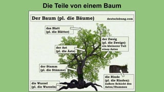 Die Teile von einem Baum
 