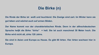 Die Birke (n)
Die Rinde der Birke ist weiß und leuchtend. Die Zweige sind zart. Im Winter kann sie
gut leben und wächst auch auf armen Böden.
Der Name kommt von der charakteristischen Rinde. Denn in der althochdeutschen
Sprache heiβt die Birke “birha” = hell. Sie ist auch manchmal 30 Meter hoch. Die
Birke wird nicht alt, zirka 120 Jahre.
Sie sind in Asien und Europa zu Hause. Es gibt 60 Arten. Vier Arten wachsen hier in
Europa.
 
