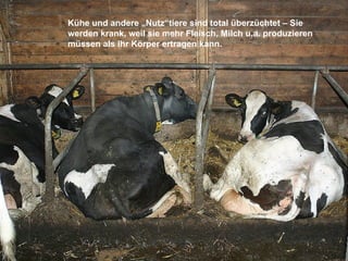 Kühe und andere „Nutz“tiere sind total überzüchtet – Sie werden krank, weil sie mehr Fleisch, Milch u.a. produzieren müsse...