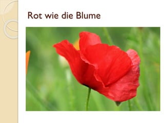 Rot wie die Blume
 