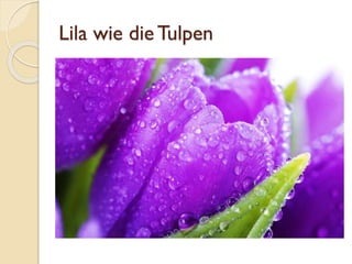 Lila wie die Tulpen
 