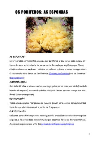 OS PORÍFEROS: AS ESPONXAS
AS ESPONXAS:
Invertebrados pertencentes ao grupo dos poríferos. O seu corpo, case sempre en
forma de saco, está cuberto de poros e está formado por espiñas ou por fibras
elásticas chamadas espículas . Habitan en todos os océanos e tamen en augas doces.
O seu tamaño varía dende os 2 milímetros (Esponxa perforadora) ata os 2 metros
(Esponxa barril)
ALIMENTACIÓN:
Son heterótrofas, o alimento entra, coa auga, polos poros, pasa polo atrio (cavidade
interior da esponxa) e a comida quédase atrapada dentro mentras a auga sae polo
ósculo (abertura superior).
REPRODUCIÓN:
Todas as esponxas se reproducen de maneira sexual, pero son moi comúns diversos
tipos de reproducción asexual, a partir de fragmentos.
CURIOSIDADES:
Usábanse para a hixiene persoal na antiguedade, probablemente descubertas polos
exipcios, e na actualidade son sustituidas por esponxas feitas de fibras sintéticas.
A pesca de esponxas era unha das probas dos antigos xogos olímpicos.
4
 
