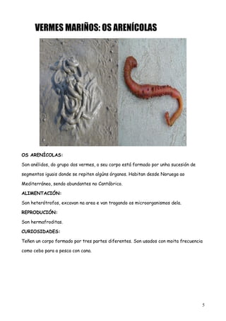 VERMES MARIÑOS: OS ARENÍCOLAS
OS ARENÍCOLAS:
Son anélidos, do grupo dos vermes, o seu corpo está formado por unha sucesión de
segmentos iguais donde se repiten algúns órganos. Habitan desde Noruega ao
Mediterráneo, sendo abundantes no Cantábrico.
ALIMENTACIÓN:
Son heterótrofos, excavan na area e van tragando os microorganismos dela.
REPRODUCIÓN:
Son hermafroditas.
CURIOSIDADES:
Teñen un corpo formado por tres partes diferentes. Son usados con moita frecuencia
como cebo para a pesca con cana.
5
 