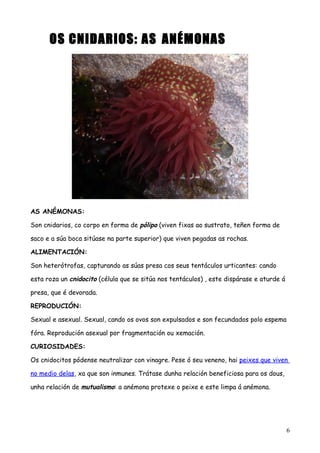 OS CNIDARIOS: AS ANÉMONAS
AS ANÉMONAS:
Son cnidarios, co corpo en forma de pólipo (viven fixas ao sustrato, teñen forma de
saco e a súa boca sitúase na parte superior) que viven pegadas as rochas.
ALIMENTACIÓN:
Son heterótrofas, capturando as súas presa cos seus tentáculos urticantes: cando
esta roza un cnidocito (célula que se sitúa nos tentáculos) , este dispárase e aturde á
presa, que é devorada.
REPRODUCIÓN:
Sexual e asexual. Sexual, cando os ovos son expulsados e son fecundados polo espema
fóra. Reprodución asexual por fragmentación ou xemación.
CURIOSIDADES:
Os cnidocitos pódense neutralizar con vinagre. Pese ó seu veneno, hai peixes que viven
no medio delas, xa que son inmunes. Trátase dunha relación beneficiosa para os dous,
unha relación de mutualismo: a anémona protexe o peixe e este limpa á anémona.
6
 