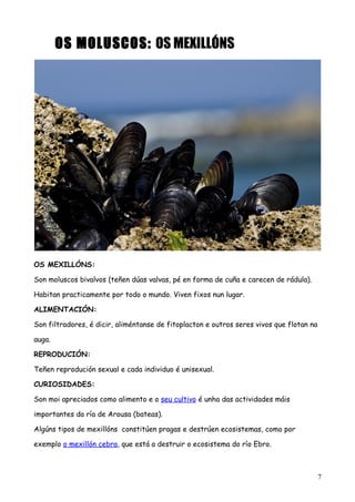 OS MOLUSCOS: OS MEXILLÓNS
OS MEXILLÓNS:
Son moluscos bivalvos (teñen dúas valvas, pé en forma de cuña e carecen de rádula).
Habitan practicamente por todo o mundo. Viven fixos nun lugar.
ALIMENTACIÓN:
Son filtradores, é dicir, aliméntanse de fitoplacton e outros seres vivos que flotan na
auga.
REPRODUCIÓN:
Teñen reprodución sexual e cada individuo é unisexual.
CURIOSIDADES:
Son moi apreciados como alimento e o seu cultivo é unha das actividades máis
importantes da ría de Arousa (bateas).
Algúns tipos de mexillóns constitúen pragas e destrúen ecosistemas, como por
exemplo o mexillón cebra, que está a destruir o ecosistema do río Ebro.
7
 
