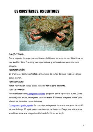OS CRUSTÁCEOS: OS CENTOLOS
OS CENTOLOS:
Son artrópodos do grupo dos crustáceos e habitan no noroeste do mar Atlántico e no
mar Mediterráneo. É un cangrexo migratorio de gran tamaño moi apreciado como
alimento.
ALIMENTACIÓN:
Os crustáceos son heterótrofos e aliméntanse de restos de seres vivos pero algúns
comen placton.
REPRODUCIÓN:
Teñen reprodución sexual e cada individuo ten un sexo diferente.
CURIOSIDADES:
Hai crustáceos como o cangrexo cocotero que poden partir superficies duras, (como
os cocos) coas pinzas. O cangrexo cocotero tamén é chamado “cangrexo ladrón” pola
súa afición de roubar cousas brilantes.
O cangrexo xigante japonés é o crustáceo máis grande do mundo, con patas de ata 1’5
metros de longo, 20 kg de peso e uns 4 metros de diámetro. É cego, cun oído e pelos
sensibles ó son e vive nas profundidades do Pacífico e en Xapón.
8
 
