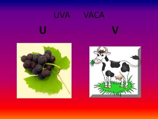 UVA VACA
U V
 