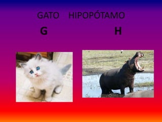 GATO HIPOPÓTAMO
G H
 