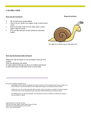 Com són els mol·luscs?
3. ELS MOL·LUSCS
 -Els mol·luscos tenen simetria bilateal.
 Tenen el cos tou i dividit en tres regions: el cap, la massa visceral
i el peu
 El peu es musculós i el fan servir per nadar, reptar o exavar,
segons el tipus de mul·lusc
 El seu cos està cobert per una fina membrana, anomenada
mantell
Com són les funcions dels mol·luscs?
Respiren per mitjs de brnquies es a dir son aquatics mentra que hi ha
un grupo.
Tenen una alimentació molt variada.
En moltes espècies l’enbrió que surt del ou es transforma directement
en adult mentre quee en molts altres de l’ou en surten larbes.
Els mul·luscs es divideixen principalment en:
-gasteropodes: tenen un cap ben desenbolupat amb quatre tentacles en els dos tentaclesmés grans hi tenen els ulls. El seu
peu es musculos i el fan servir per reptar els marins respiren per branquies i els terrestres per mitja d’un pulmó,
-Bivalves:com el seu nom ja indica tenen dues valves que obren i tenquen i que formen la conquilla la majoria són aquatics
hi n’hi ha de marins no tenen cap diferencia tenen el peu petit en forma de destral que els serveix per escavar
-Els cefalòpodes: tenen el cap ben desenbolupat amb ulls grossos. El seu peu es conberteix en tentacles que envolten la
boca per exemple un calamar.
Grups de mol·luscs
6.Quines funcions té el peu dels mol·luscs?
El fan servir per nadar, reptar o excavar, según el tipus de mol·lusc
7.Quines són las parts principals del cos d’un mol·lusc
El peu i tenen simetría bilateral.
Informació de la foto
Un cargol es un mol·lusc que es molt vabos i lent
 
