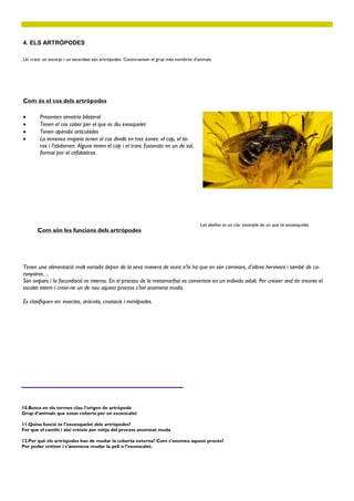 Com és el cos dels artròpodes
4. ELS ARTRÒPODES
 Presenten simetría bilateral
 Tenen el cos cober per el que es diu exosquelet
 Tenen apèndix articulàdes
 La inmensa majoria tenen el cos dividit en tres zones: el cap, el tó-
rax i l’abdomen. Alguns tenen el cap i el tronc fusionats en un de sol,
format per el cefalotórax.
Com són les funcions dels artròpodes
Tenen una alimentació molt variada depen de la seva manera de viura n’hi ha que en són carnivors, d’altres hervivors i també de ca-
ronyaires…
Són ovipars i la facundació es interna. En el process de la metamorfosi es converteix en un individu adult. Per creixer and de treures el
escalet intern i crear-ne un de nou aquest process s’hel anomena muda.
Es clasifiquen en: insectes, aràcnits, crustacis i miriàpodes.
Les abelles es un clar exemple de un que té exoesquelet
10.Busca en els termes clau l’origen de artròpode
Grup d’animals que estan coberts per un exoescalet
11.Quina funció te l’exoesquelet dels artròpodes?
Fer que el canvïn i així creixin per mitja del process anomeat muda
12.Per què els artròpodes han de mudar la coberta externa? Com s’anomea aquest procés?
Per poder créixer i s’anomena mudar la pell o l’exoescalet.
Un cranc un escorpí i un escarabat són artròpodes. Construeixen el grup més nombrós d’animals
 