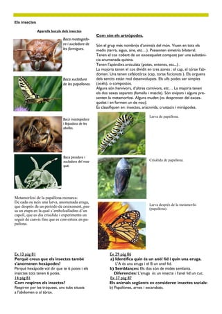 Com són els artròpodes.
Els insectes
Són el grup més nombrós d’animals del món. Viuen en tots els
medis (terra, aigua, aire, etc…). Presenten simetría bilateral.
Tenen el cos cobert de un exoesquelet compost per una substàni-
cia anumenada quitina.
Tenen l’apèndixs articulats (potes, entenes, etc...) .
La mojoria tenen el cos dividit en tres zones : el cap, el tórax l’ab-
domen. Uns tenen cefalotórax (cap, torax fucionats ). Els orguens
dels sentits están mol desenvolupats. Els ulls podes ser simples
(ocels), o compostos.
Alguns són hervívors, d’altres carnívors, etc… La majoria tenen
els dos sexes separats (femella i mascle). Són ovípars i alguns pre-
senten la metamorfosi. Alguns muden (es desprenen del exoes-
quelet i en formen un de nou).
Es classifiquen en: insectes, aràcnnids, crustacis i miriàpodes.
Aparells bucals dels insectes
Boca mastegado-
ra i xucladora de
les formigues.
Boca xucladura
de les papallones.
Boca mastegadora
i llepadora de les
abelles.
Metamorfosi de la papallona monarca:
De cada ou neix una larva, anomenada eruga,
que després de un período de creixement, pas-
sa un etapa en la qual s’embolcalladins d’un
capoll, que es diu crisàlide i experimenta un
seguit de canvis fins que es converteix en pa-
pallona.
Larva de papallona.
Crisàlida de papallona.
Larva després de la metamorfsi
(papallona).
Ex 13 pàg 81 Ex 29 pàg 86
Perquè creus que els insectes també a) Identifica quin és un anèl·lid i quin una eruga.
s’anomenen hexàpodes? L’A és una eruga i el B un anel·lid.
Perquè hexàpode vol dir que te 6 potes i els b) Semblançes: Els dos són de mides semlants.
insectes tots tenen 6 potes. Diferencies: L’eruga és un insecte i l’anel·lid un cuc.
14 pàg 81 Ex 37 pàg 87
Com respiren els insectes? Els animals següents ex consideren insectes socials:
Respiren per les tràquees, uns tubs situats b) Papallones, arnes i escarabats.
a l’abdomen o al tòrax.
Boca picadora i
xucladora del mos-
quit.
 
