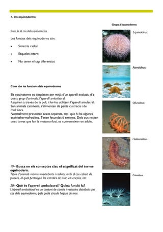 Com és el cos dels equinoderms
7. Els equinoderms
Les funcios dels equinoderns són:
 Simetria radial
 Esquelet intern
 No tenen el cap diferenciat
Com són les funcions dels equinoderms
Els equinoterns es desplacen per mitjà d’un aparell exclusiu d’a-
quest grup d’animals, l’aparell ambulacral.
Respiren a través de la pell, i fer-ho utilitzen l’aparell amulacral.
Son animals carnívors, s’alimenten de petits custracis i de
mol·luscs.
Normalment presenten sexes separats, tot i que hi ha algunes
espèieshermafrodites. Tenen fecundació externa. Dels ous neixen
unes larves que fan la metamorfosi, es converteixen en adults.
Grups d’equinoderms
Ateroïdeus:
19– Busca en els conseptes clau el ssignificat del terme
equinodern.
Tipus d'animals marins invertebrats i radiats, amb el cos cobert de
punxes, al qual pertanyen les estrelles de mar, els eriçons, etc.
20– Què és l’aperell ambulacral? Quina funció fa?
L’aparell ambulacral es un conjunt de canals i vesícules distribuïts pel
cos dels equinoderms, pels quals circula l'aigua de mar.
Equinoïdeus:
Ofiuroïdeus:
Holoturioïdeus
Crinoïdeus
 