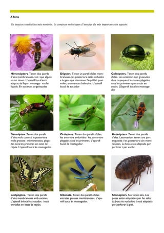 A fons
Els insectes constividus més nombrós. Es coneixen molts tupus d’insectes els més importants són aquests:
Himenòpters. Tenen dos paerlls
d’ales membranoses, tot i que alguns
no en tenen. L’aparell bucal està
adaptat ès llapar, mossegar xuclar
líquids. En societats organitzades
Díipters. Tenen un parell d’ales mem-
branoses, les posteriors están reduïdes
a òrgans que mantenen l’equilibri quan
volen, anomentats balancins. L’aparell
bucal és xuclador
Coleòpters. Tenen dos parells
d’ales. Les anteriors són gruixudes
durs i opaques i les tenen plagades
sota les primeres quan están en
repòs. L0aparell bucal és mossega-
dor
Dermàpters. Tenen dos parells
d’ales molt curtes i le posteriors
molt grosses i membranoses, plaga-
des sota les primeres en estat de
repòs. L’aparell bucal és mastegador.
Ortòpters. Tenen dos parells d’ales,
les anteriors endurides i les posteriors
plegades sota les primeres. L’aparell
bucal és mastegador.
Heteòpters. Tenen dos parells
d’ales. Lesanteriors tenen una part
enguixida i les posteriors són mem-
ranoses. La boca està adaptada per
perforar i per xuclar.
Ledipòptes. Tenen dos parells
d’ales membranoses amb escates.
L’aparell bulucal és xucador, i està
enrotllat en estat de repòs.
Odonats. Tenen dos parells d’ales
estretes grosses membranoses. L’apa-
rell bucal és mastegador.
Sifonàpters. No tenen ales. Les
potes están edaptades per fer salts.
La boca és xucladora i està adaptada
per perforar la pell.
 