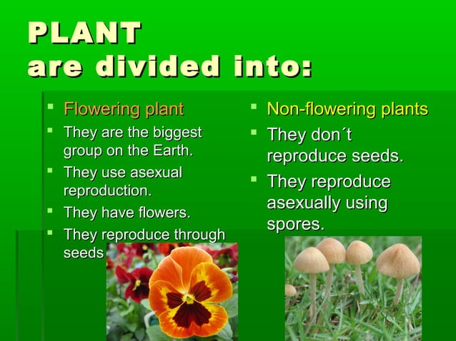The Plant Kingdom | PPT